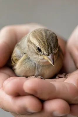 Gentle Hands Cradling a Tiny Songbird