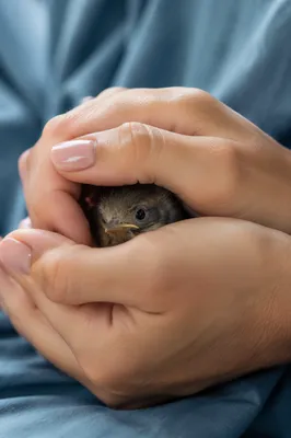 Gentle Hands Cradling a Tiny Bird