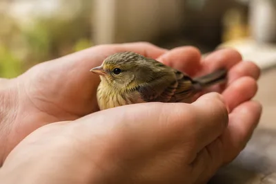 Gods Love Cradling a Tiny Songbird