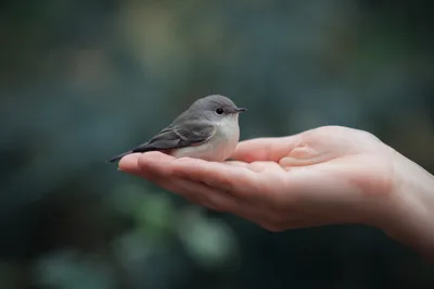 Gods Love Holding a Fragile Songbird