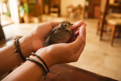 Gentle Hands Cradling Tiny Brown Bird