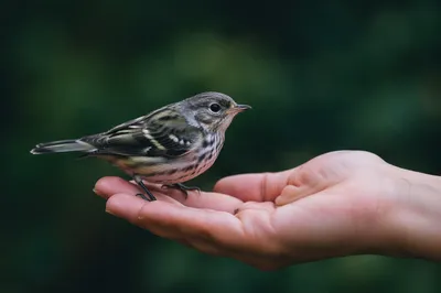 God's Love Cradling a Small Bird
