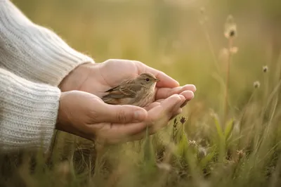 Gentle Hands Cradling a Songbird