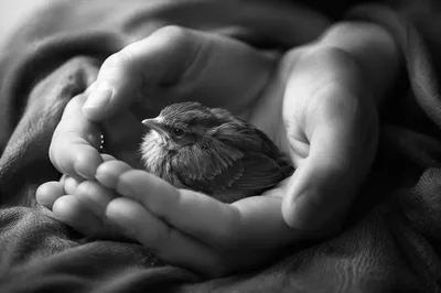 Gentle Hands Cradling a Fragile Songbird