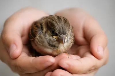 Gentle Hands Cradling a Tiny Sparrow