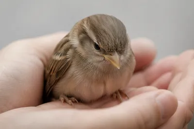 Gentle Hands Cradling a Tiny Songbird