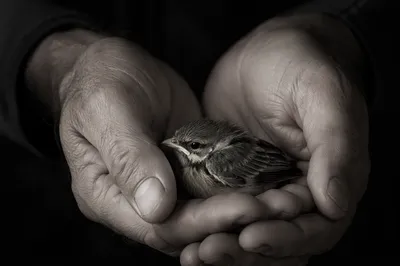 Gentle Hands Cradling a Small Bird