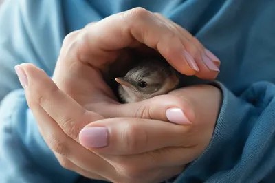 Protective Hands Cradling Tiny Bird