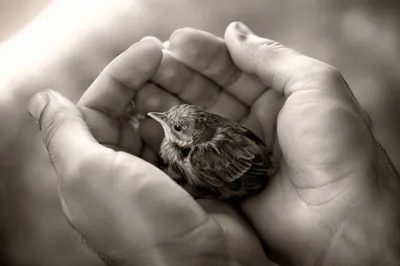 Gentle Hands Protecting a Tiny Fledgling