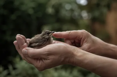 God's Love in Gentle Hands