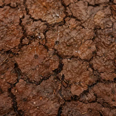 Gentle Grace Rain on Cracked Earth