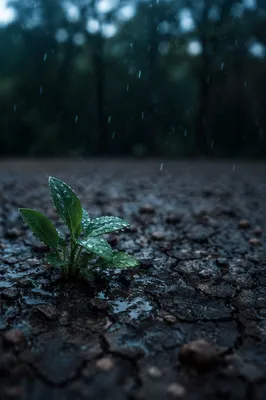 Grace Rain Renewing Cracked Dry Earth