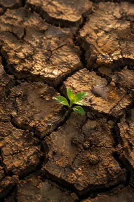 Grace Rain Renewing Dry Cracked Earth