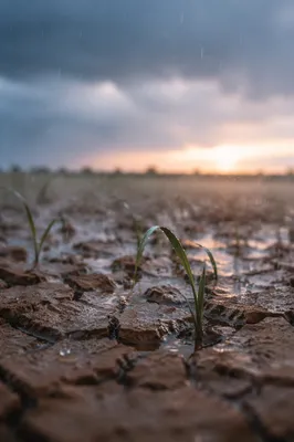 Grace Rain on Cracked Dry Earth