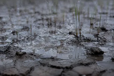 Grace Rain on Cracked Earth
