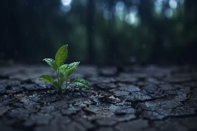 Grace Rain Renewing Cracked Dry Earth