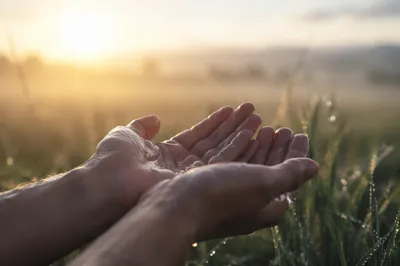 Open Hands Receiving Morning Sunlight