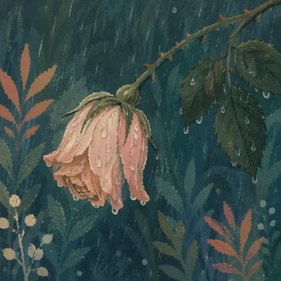 Wilting Pink Flower in Gentle Rain