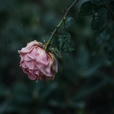 Wilting Pink Flower in Gentle Rain