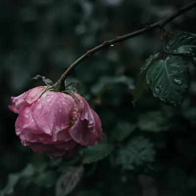Wilting Pink Rose in Gentle Rain
