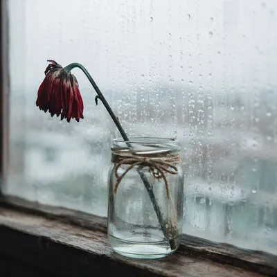 Wilting Red Flower in Rainy Window