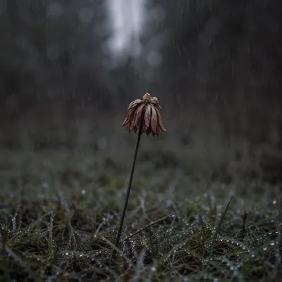 Wilting Flower in Rainy Meadow