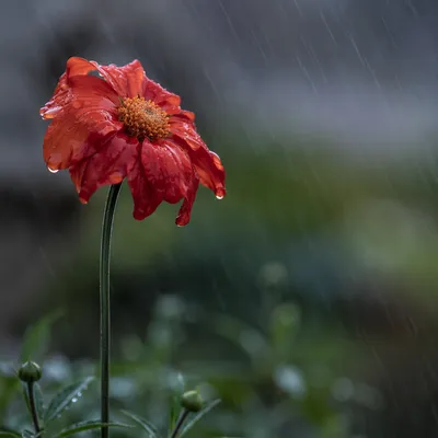 Wilting Wildflower in Somber Rain