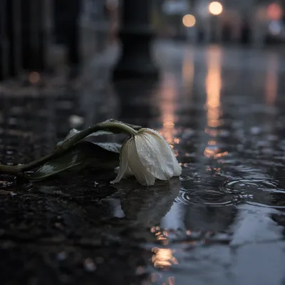 Wilting White Tulip on Rainy Pavement