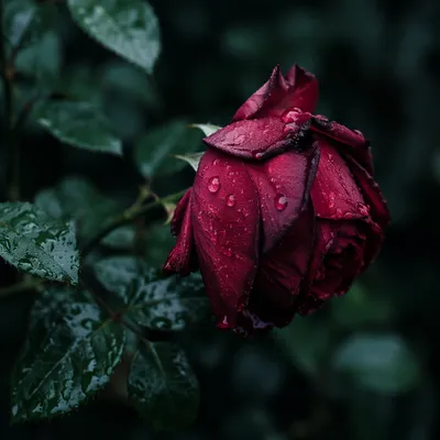 Wilting Red Rose in Gentle Rain