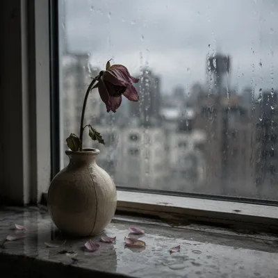 Wilting Flower on Rainy Windowsill