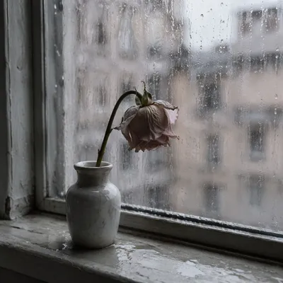 Wilting Rose on Rainy Windowsill