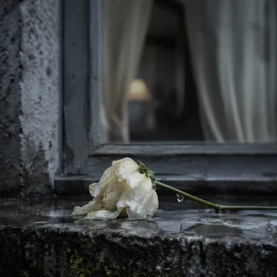 Wilting Flower in Cold Rain