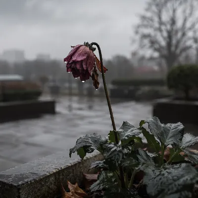 Single Wilting Flower in Rain