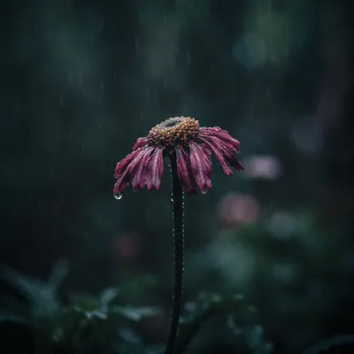 Wilting Flower in Rainy Solitude