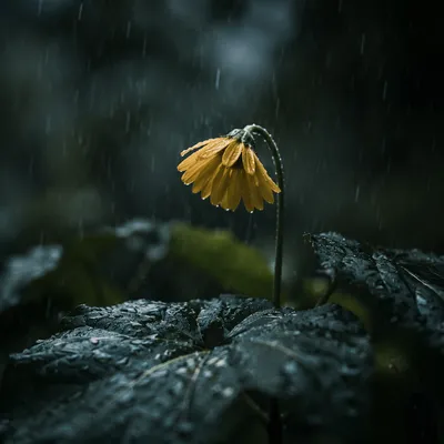 Wilting Yellow Flower in Quiet Rain