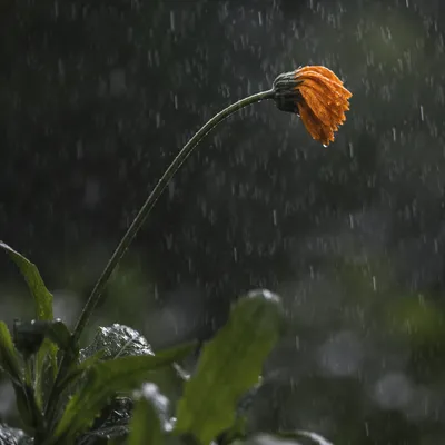 Wilting Orange Wildflower in Heavy Rain