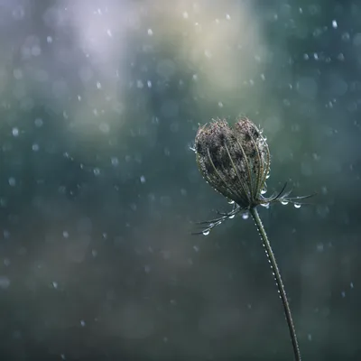 Wilting Wildflower in Rainy Grief