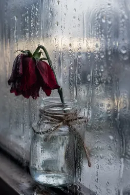 Wilting Red Flower Behind Rainy Window