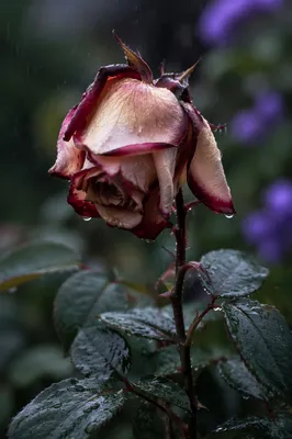 Wilting Rose in Gentle Rain
