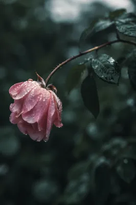 Wilting Pink Rose in Rain