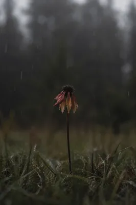 Grieving Wilting Flower in Rainy Meadow