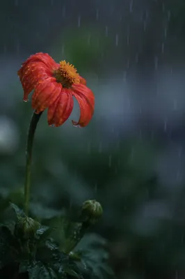 Wilting Wildflower in Somber Rain
