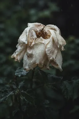 Wilting Cream Flower in Gentle Rain