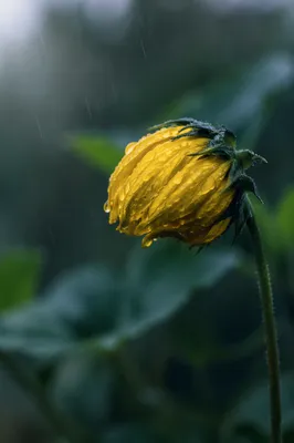 Wilting Yellow Flower in Gentle Rain
