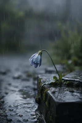 Wilting Blue Flower in Mourning Rain