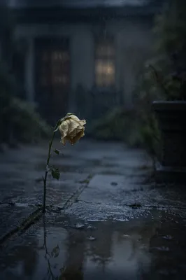 Wilting Flower in Rainy Courtyard