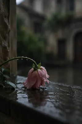 Wilting Pink Flower in Quiet Rain