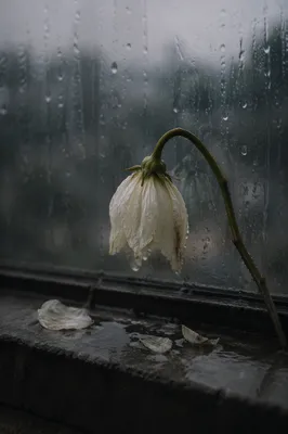 Wilting White Flower in Rainy Silence