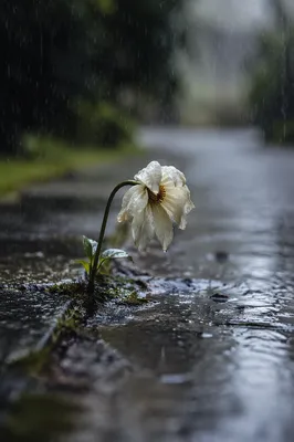 Wilting Flower in Rainful Solitude