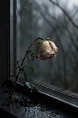 Wilting Pale Rose in Cold Rain